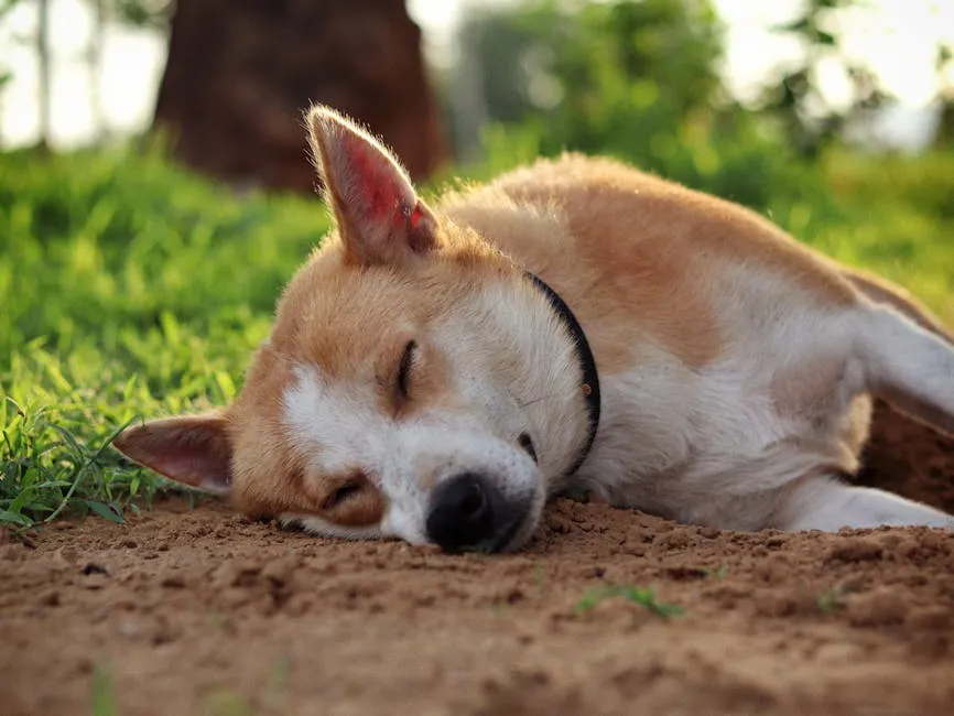 A cute dog sleeps peacefully on a grassy patch during a sunny day, creating a warm and tranquil scene.