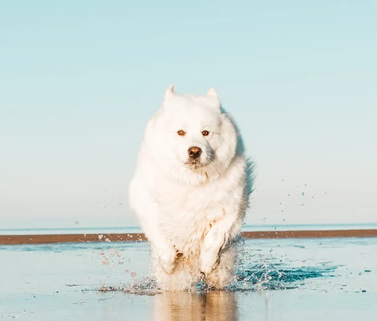 Photo of a Samoyed Running in the Water on a Shore