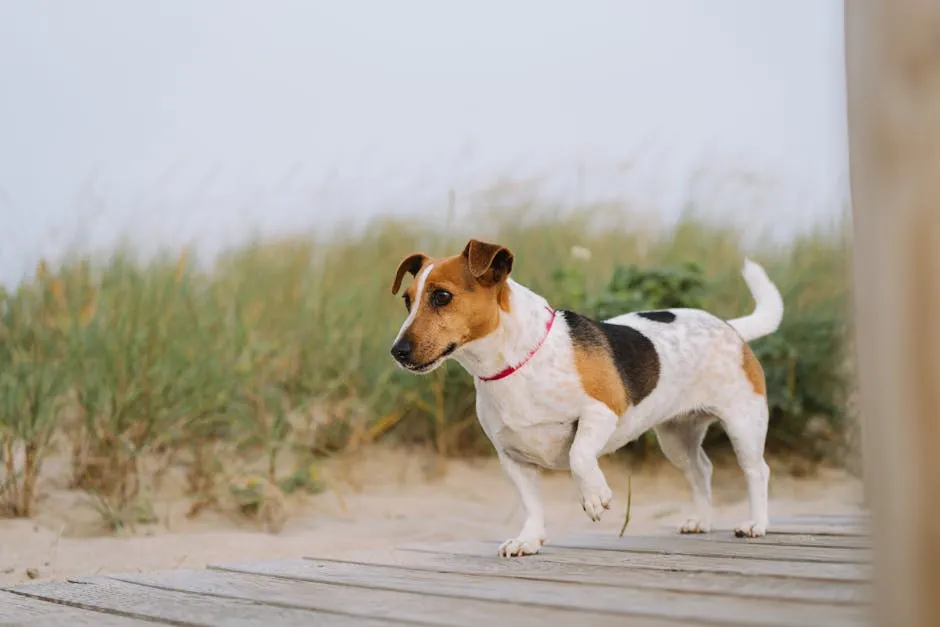 Beagle Walking on a Path 