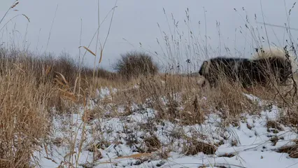 Horizontal video: Alaskan malamute dog walking on meadow 6054949. Duration: 11 seconds. Resolution: 7680x4320