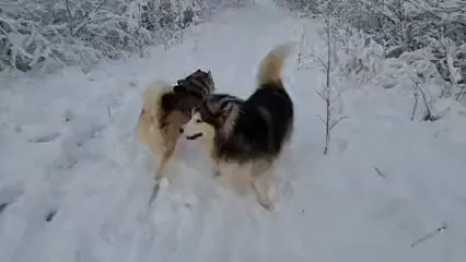 Horizontal video: A dog running in the snow 6298719. Duration: 10 seconds. Resolution: 3840x2160