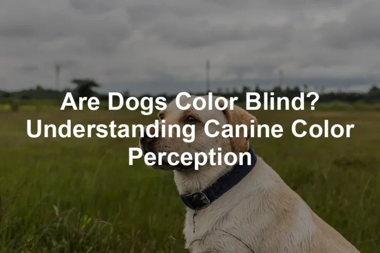 Featured image for Are Dogs Color Blind? Understanding Canine Color Perception