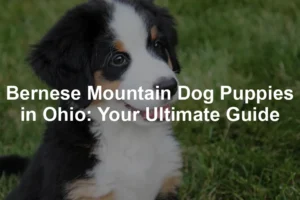 Featured image for Bernese Mountain Dog Puppies in Ohio: Your Ultimate Guide