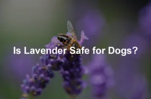 Featured image for Is Lavender Safe for Dogs?