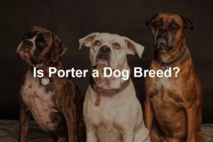 Featured image for Is Porter a Dog Breed?