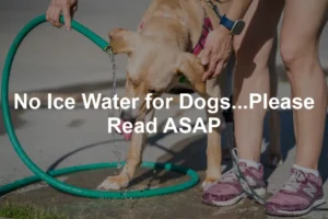 Featured image for No Ice Water for Dogs...Please Read ASAP