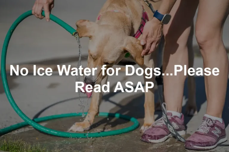 Featured image for No Ice Water for Dogs...Please Read ASAP