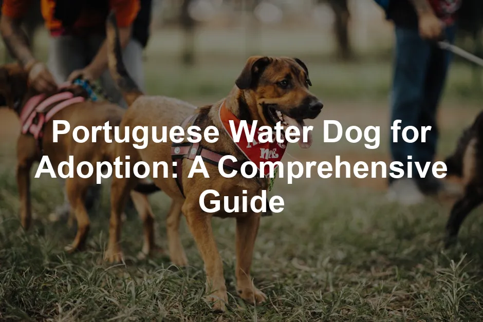 Featured image for Portuguese Water Dog for Adoption: A Comprehensive Guide