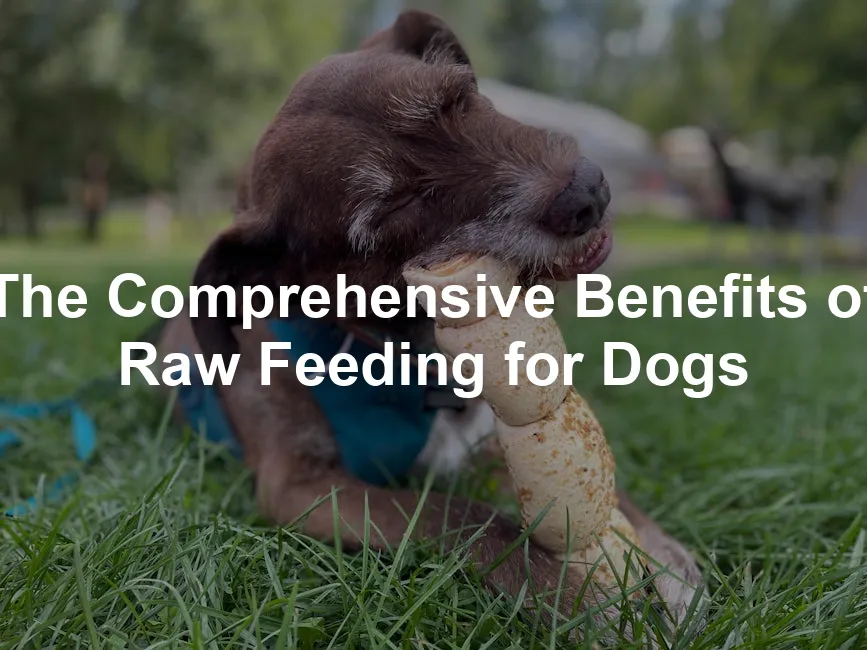 Featured image for The Comprehensive Benefits of Raw Feeding for Dogs