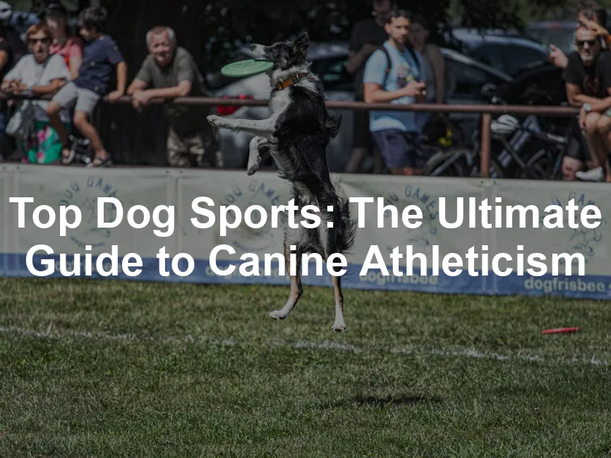 Featured image for Top Dog Sports: The Ultimate Guide to Canine Athleticism